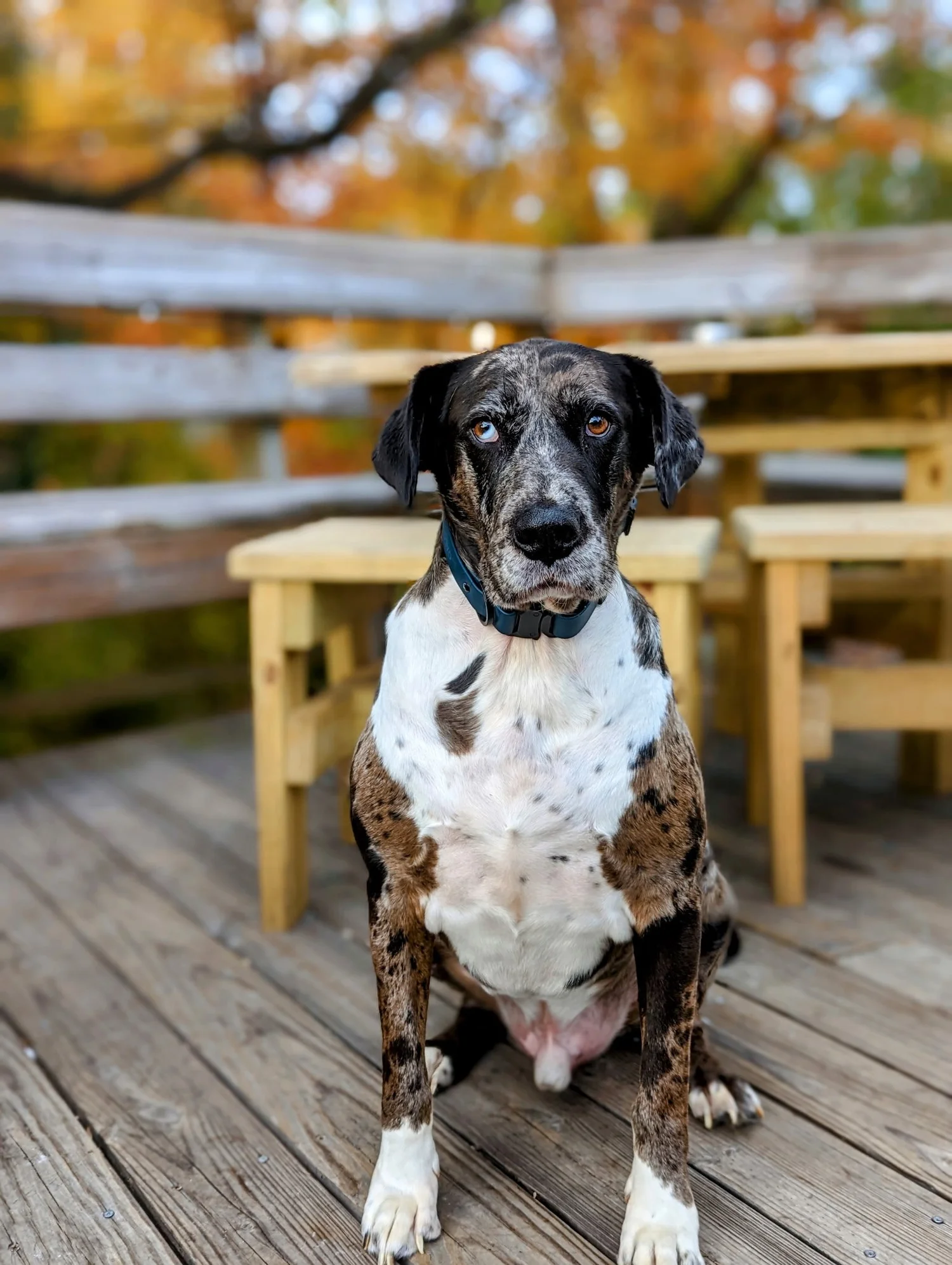 Blue, a mottled dog sitting on a wooden deck