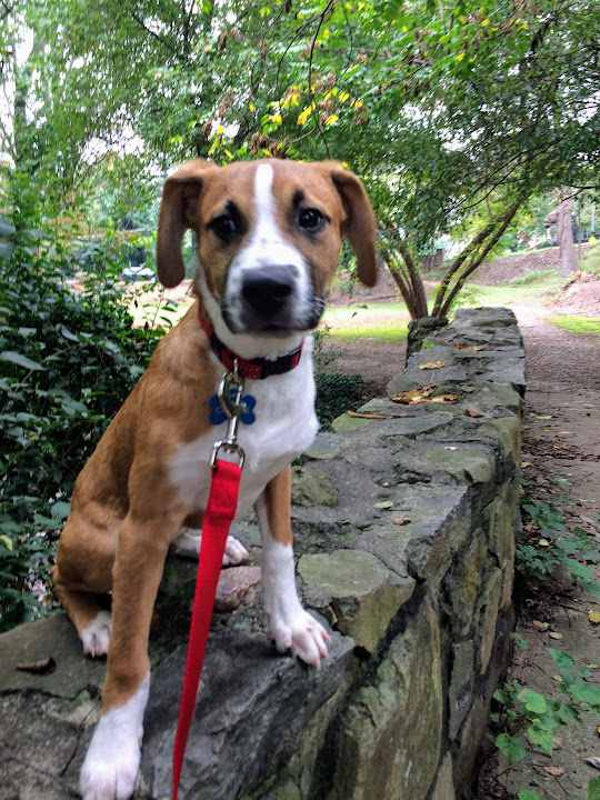 A brown and white dog sitting on a stone wall outdoors