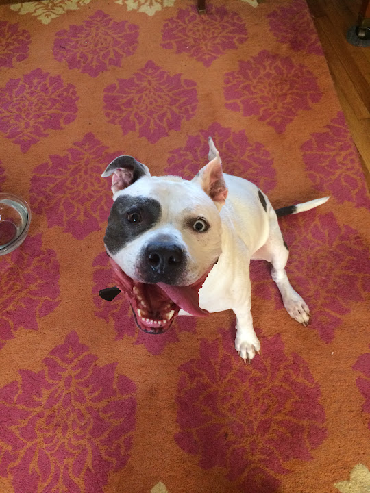 A happy white dog looking up