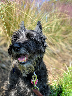 A small dark terrier sitting in grass
