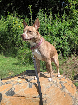 A dog standing on a rock in the sunshine