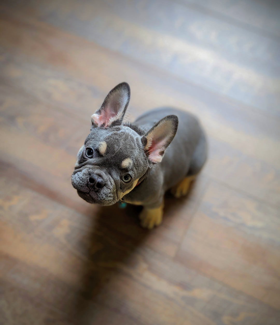 Milo, a small gray puppy looking up