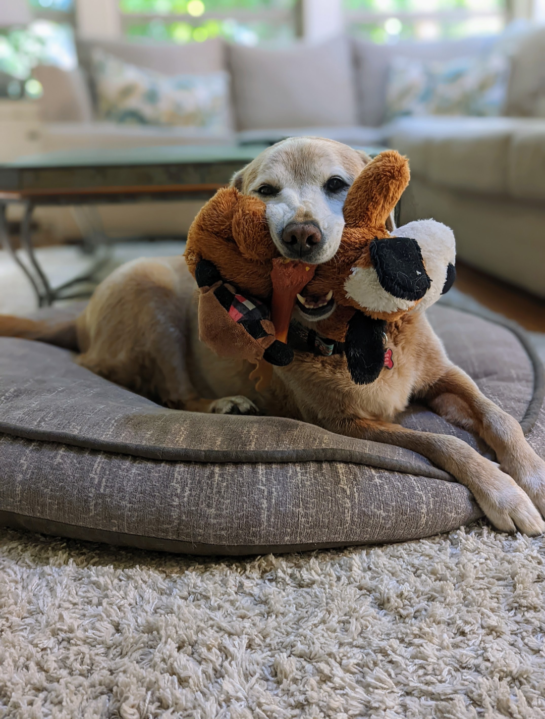 Pal resting on a dog bed with a stuffed toy